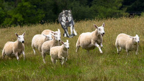 Wolf chasing sheep